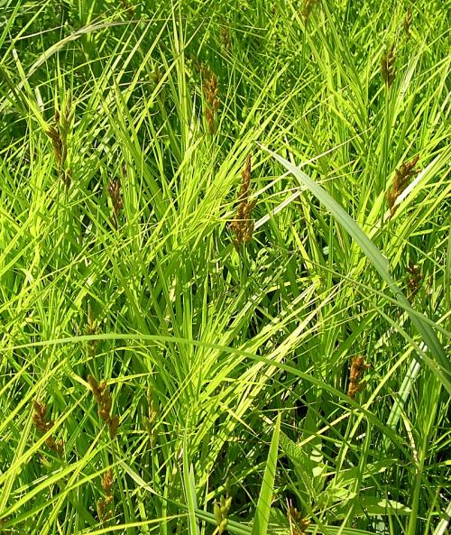 Carex muskingumensis, Palm Sedge 