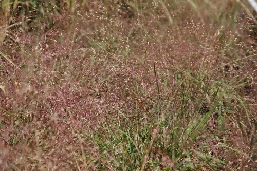 Eragrostis spectabilis, Purple Lovegrass