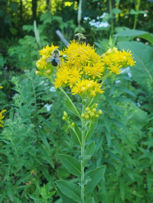 Solidago rigida, Stiff-Leaved Goldenrod