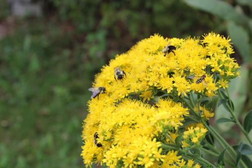Solidago rigida, Stiff-Leaved Goldenrod