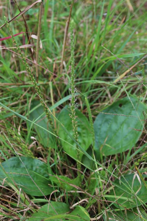 Plantago rugelii, Blackseed Plantain