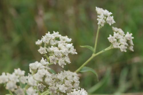~ Parthenium integrifolium, Wild Quinine