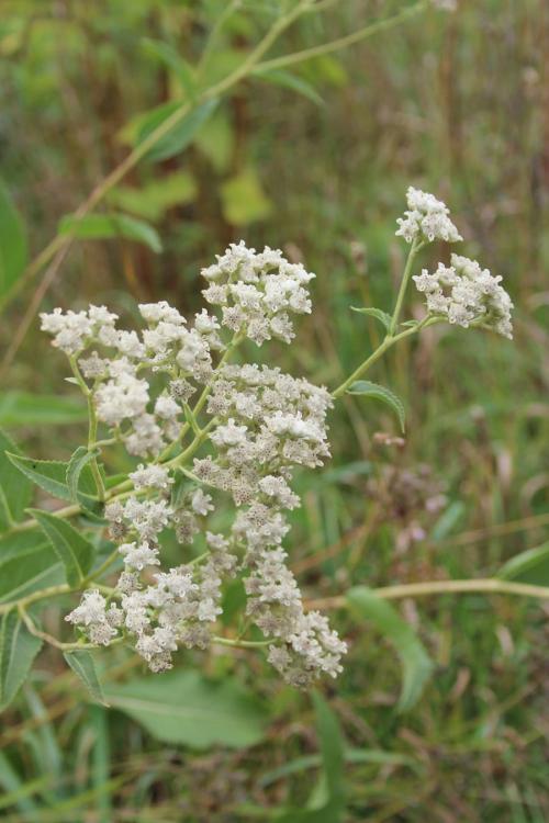 ~ Parthenium integrifolium, Wild Quinine