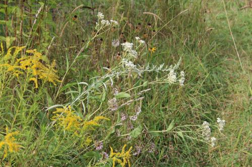 ~ Parthenium integrifolium, Wild Quinine