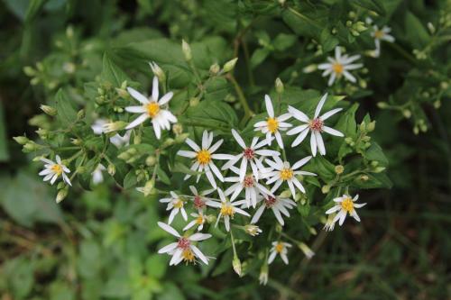 Eurybia divaricata, White Wood Aster