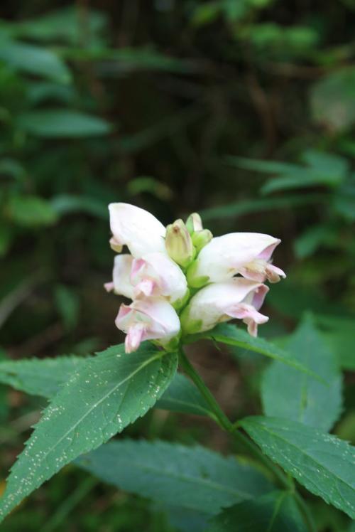 Chelone glabra, White Turtlehead