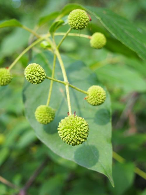 Cephalanthus occidentalis, Eastern Buttonbush