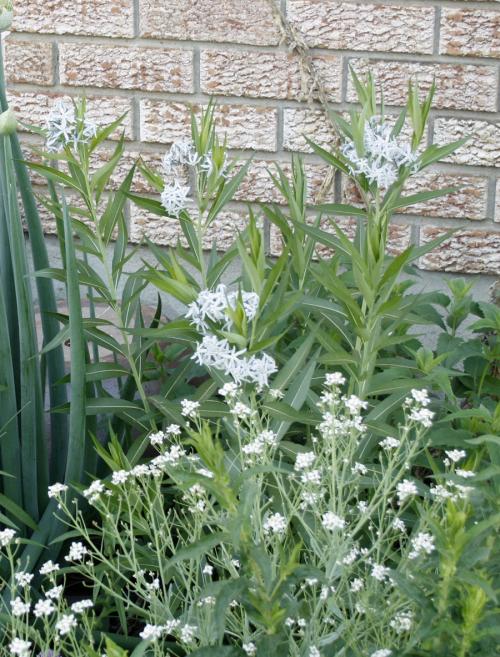 ~ Amsonia tabernaemontana, Eastern Bluestar 
