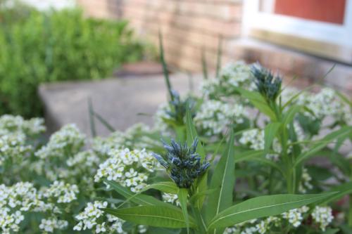 ~ Amsonia tabernaemontana, Eastern Bluestar 