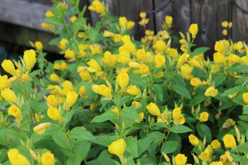 Oenothera pilosella, Prairie Sundrops