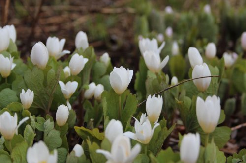 Sanguinaria canadensis, Bloodroot