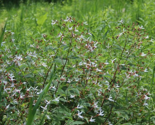 Gillenia trifoliata, Bowman's Root