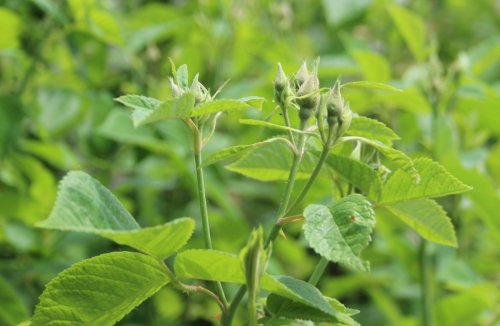 Rosa setigera, Climbing Prairie Rose
