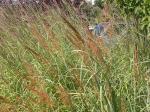 Sorghastrum nutans, Yellow Indiangrass 