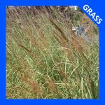 Sorghastrum nutans, Yellow Indiangrass 