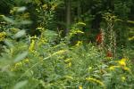 Solidago rugosa, Wrinkleleaf Goldenrod