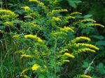 Solidago rugosa, Wrinkleleaf Goldenrod