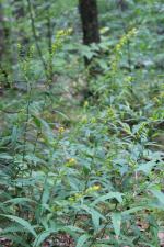 Solidago caesia, Blue Stem Goldenrod 