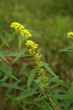 Solidago caesia, Blue Stem Goldenrod 