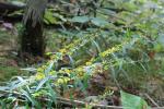 Solidago caesia, Blue Stem Goldenrod 