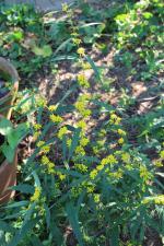 Solidago caesia, Blue Stem Goldenrod 