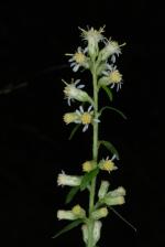 Solidago bicolor, White goldenrod