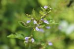 Scutellaria lateriflora, Blue Skullcap