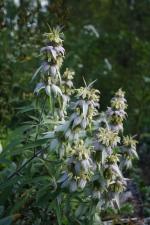 Monarda punctata, Spotted Beebalm