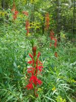 Lobelia cardinalis, Cardinal Flower
