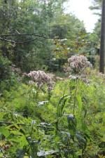 Eutrochium maculatum, Spotted Joe-Pye weed 