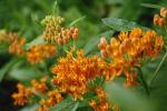 Asclepias tuberosa, Orange Butterfly Weed