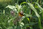 Asclepias syriaca, Common Milkweed
