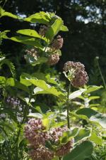 Asclepias syriaca, Common Milkweed