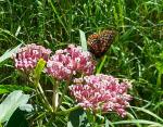 Asclepias incarnata, Pink Swamp Milkweed