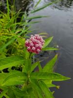 Asclepias incarnata, Pink Swamp Milkweed