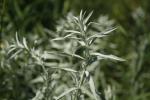 Artemisia ludoviciana, Silver Wormwood 