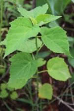 Hibiscus moscheutos, Swamp Rose-mallow 