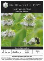 Blephilia hirsuta, Hairy Wood Mint