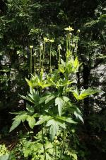 Anemone virginiana, Thimbleweed