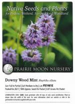 Blephilia ciliata, Downy Wood Mint