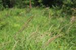 Calamagrostis canadensis, Canadian Bluejoint
