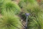 Sporobolus heterolepis, Prairie Dropseed 