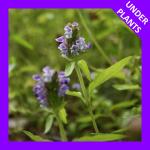 Prunella vulgaris var. lanceolata, Lance-Leaved Self-Heal