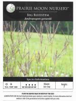 Andropogon gerardii, Big Bluestem