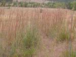 Andropogon gerardii, Big Bluestem