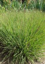 Bouteloua curtipendula, Side-Oats Grama