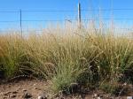 Bouteloua curtipendula, Side-Oats Grama