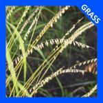 Bouteloua curtipendula, Side-Oats Grama