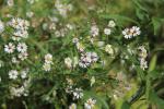 Symphyotrichum lanceolatum, Panicled Aster 