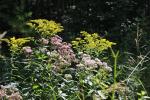Solidago gigantea, Giant Goldenrod 